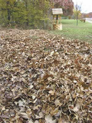 leaf ltter removal leaves